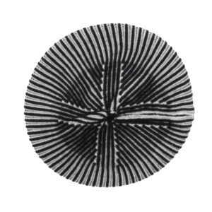Pinko - Cappelli